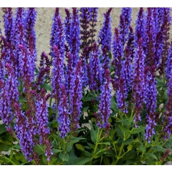 Szałwia omszona Blue Field Salvia DON